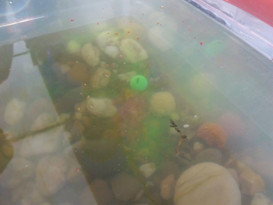 SENZOR PLANET SPAIN - snz-spania-4.jpg